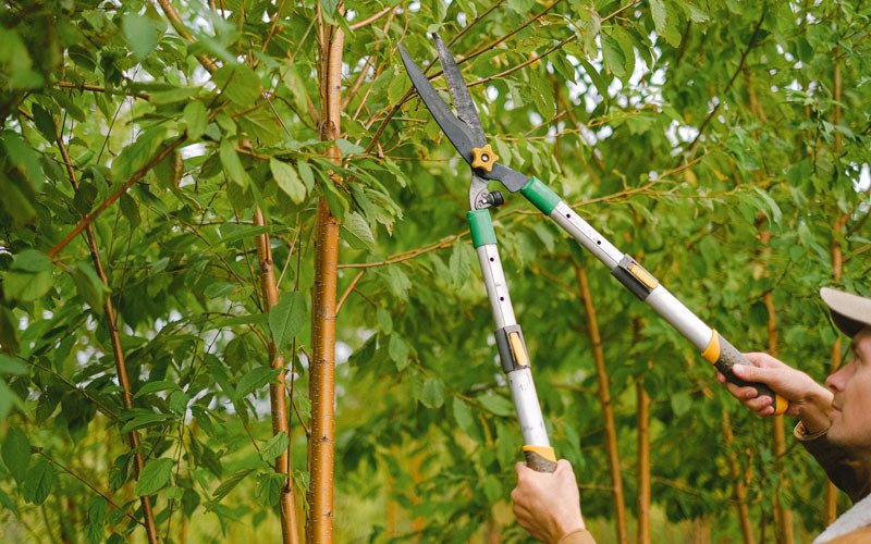 Tree trimming in Kimbolton, OH